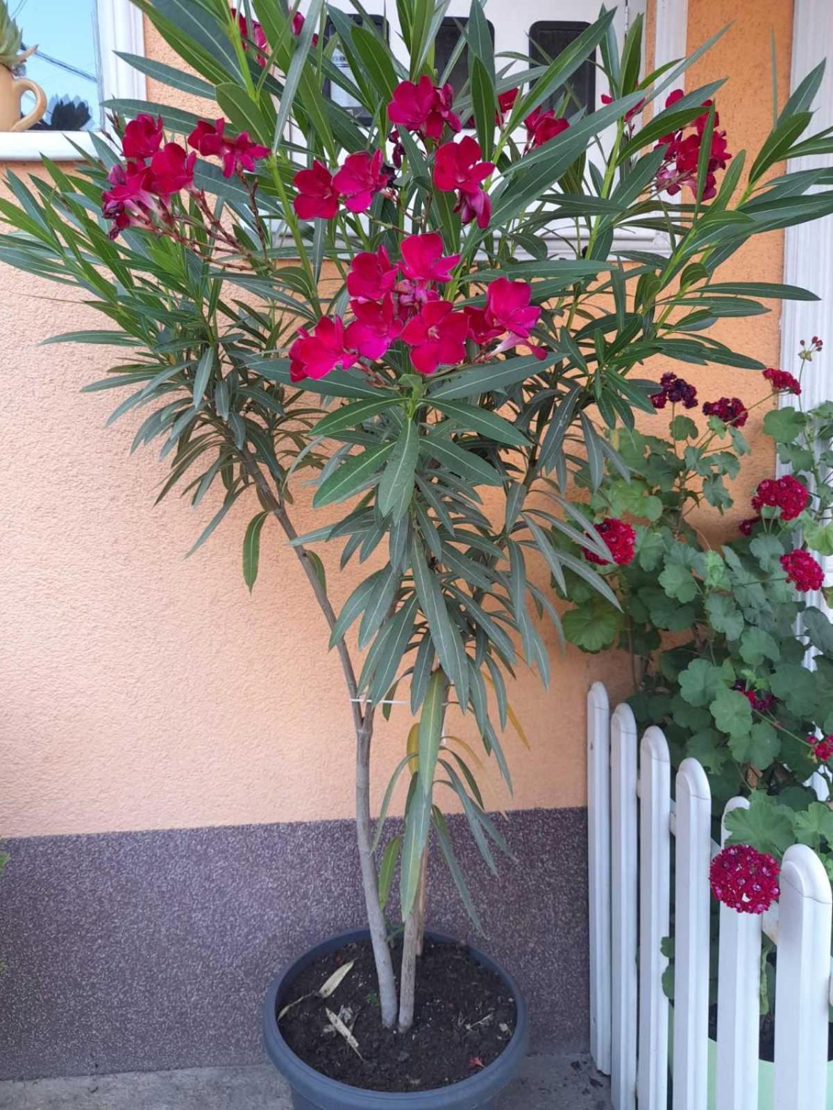 Apartmani Nikolic Višegrad Dış mekan fotoğraf