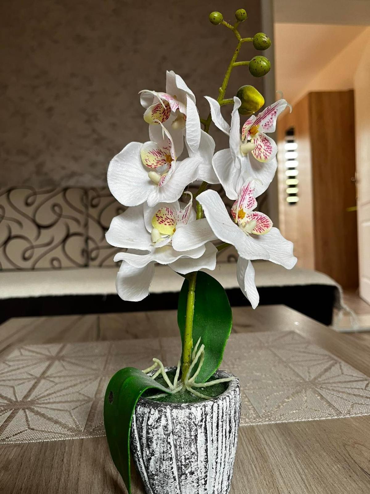 Apartmani Nikolic Višegrad Oda fotoğraf